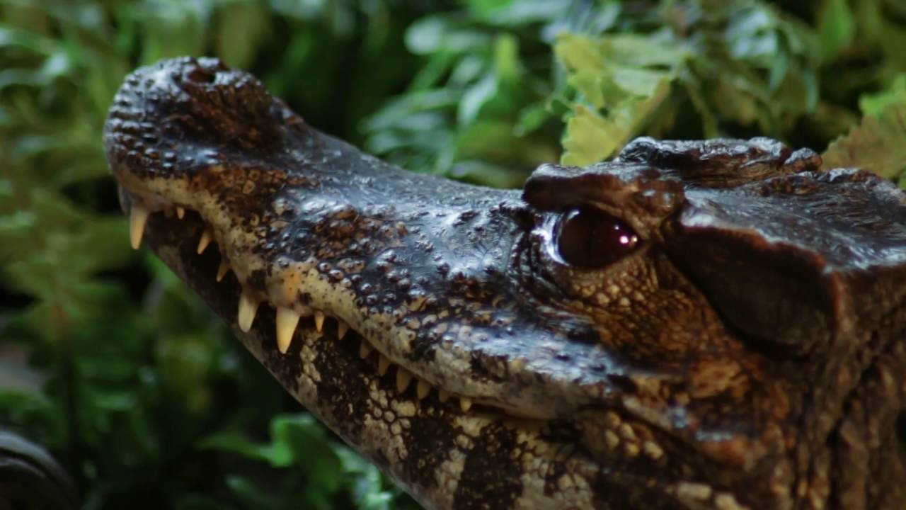 Dierenpark De Oliemeulen, het vreemdste dierenpark van Nederland!