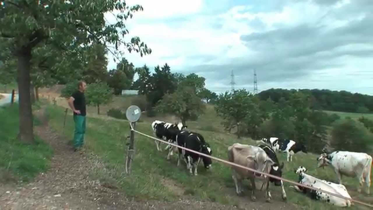 Einzug in neuen Laufstall im Prattler Talhof