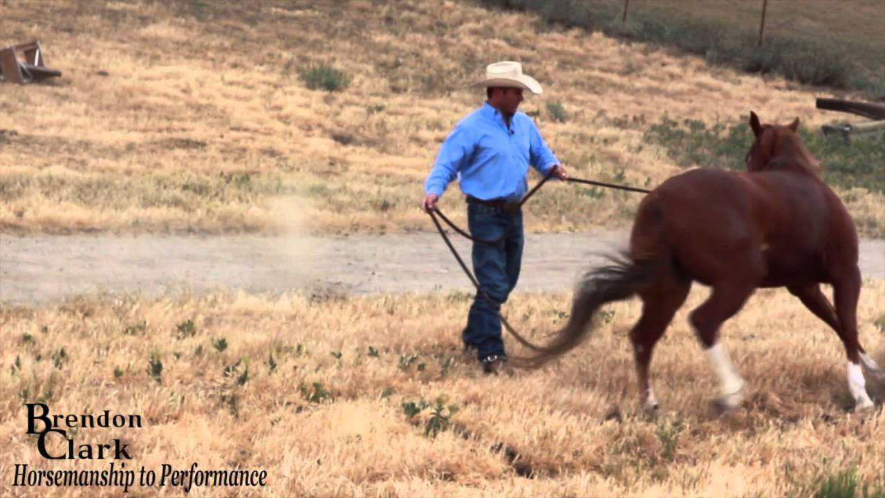 Loading a hard to load horse on trailer teaser
