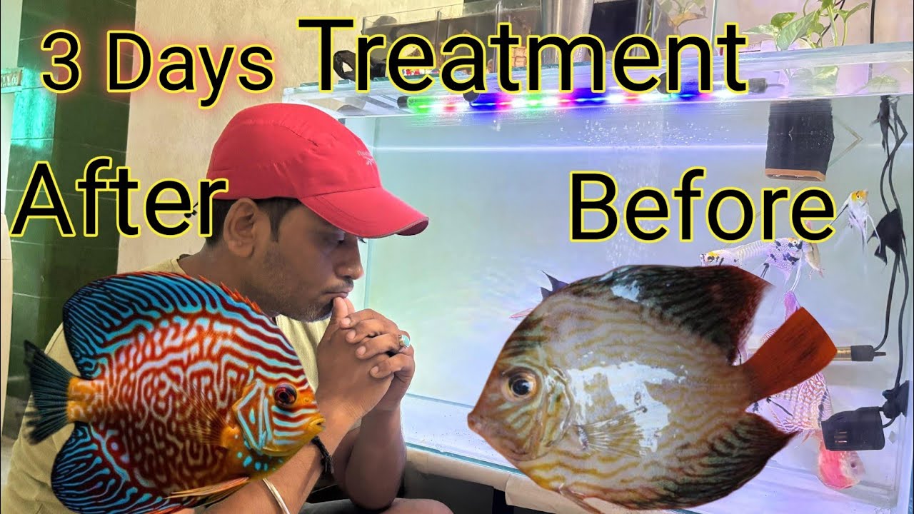 Discus fish treatment// white poop treatment// discus fish not eating problem solve