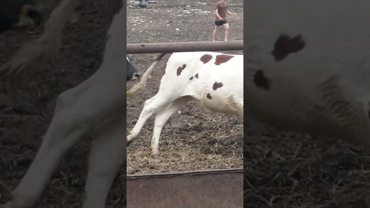охота на быка 🤣🤣🤣