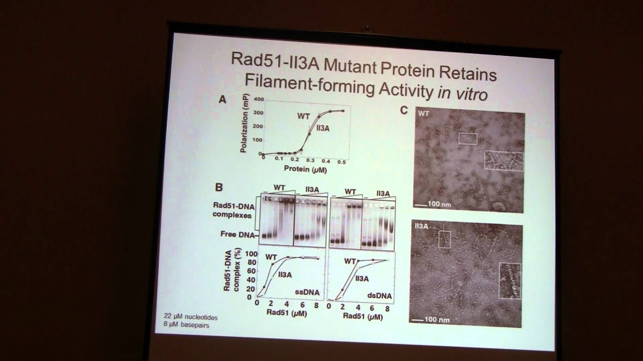 Doug Bishop: Rad51 is a Dmc1 Accessory Factor