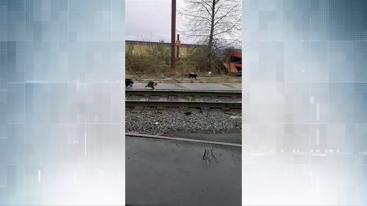 Crofton mill workers rescue site's feral cats, before closure