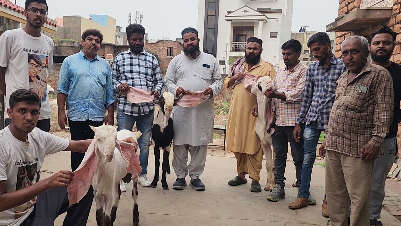 3 Greatest Breeders Launched At Warakhwala Goat Farm | Moin Bhai The Revolutionary Farmer Of Gujarat