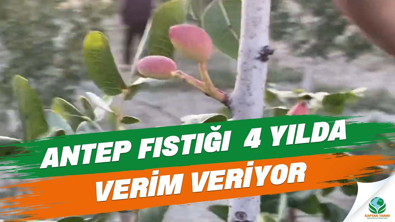 Antep Fıstığı 4 Yılda Verim Veriyor