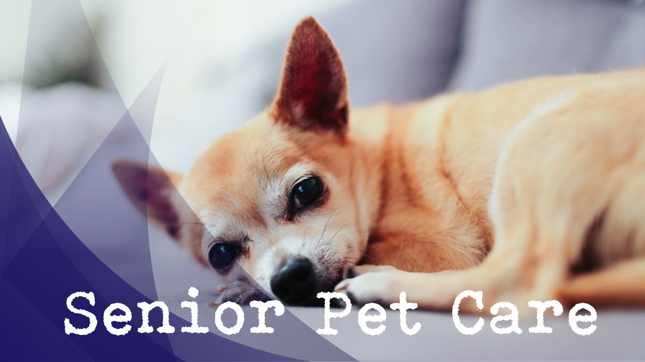 Senior Pet Care | Inanda Vets