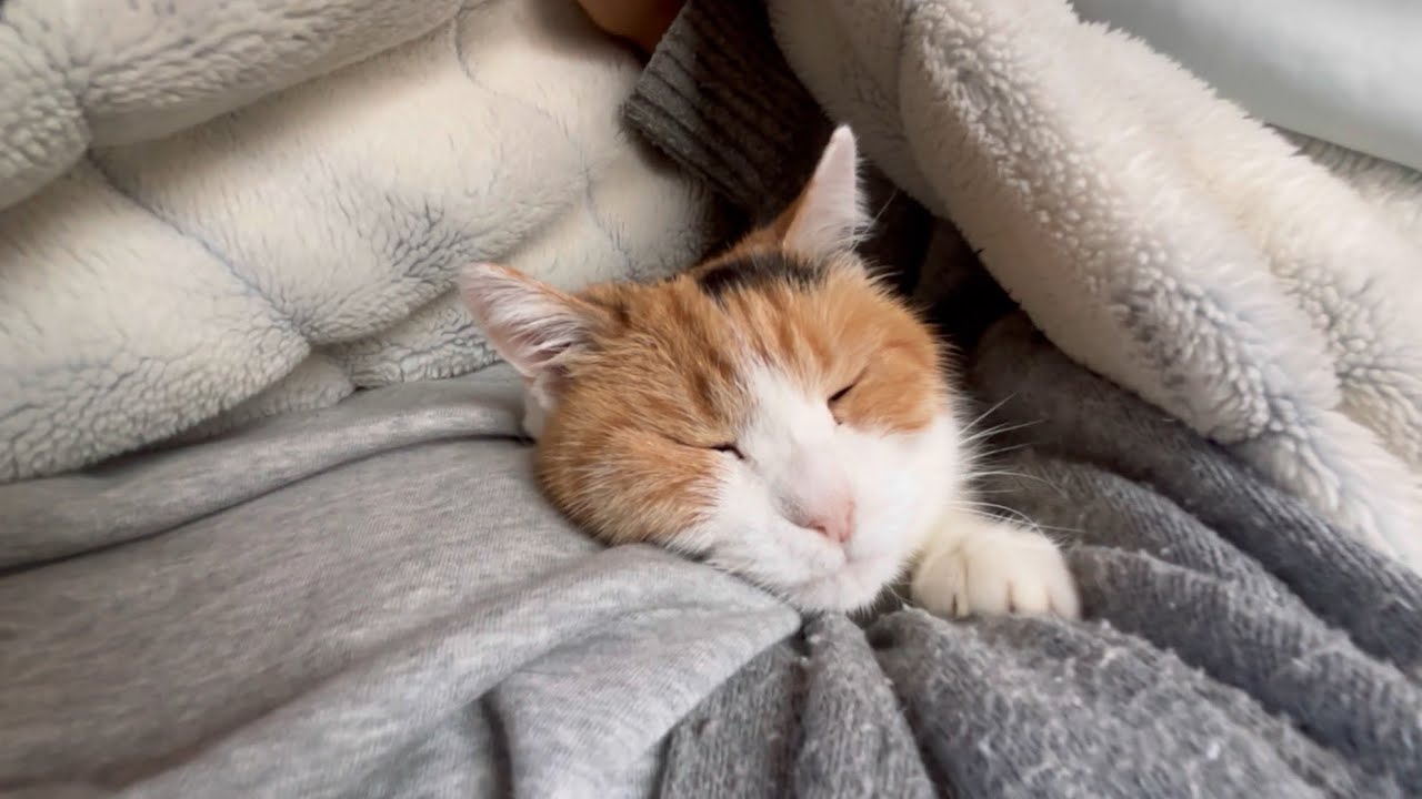 【三毛猫】早朝はまだ私と寝ていたいミケ（2025年5月6日）