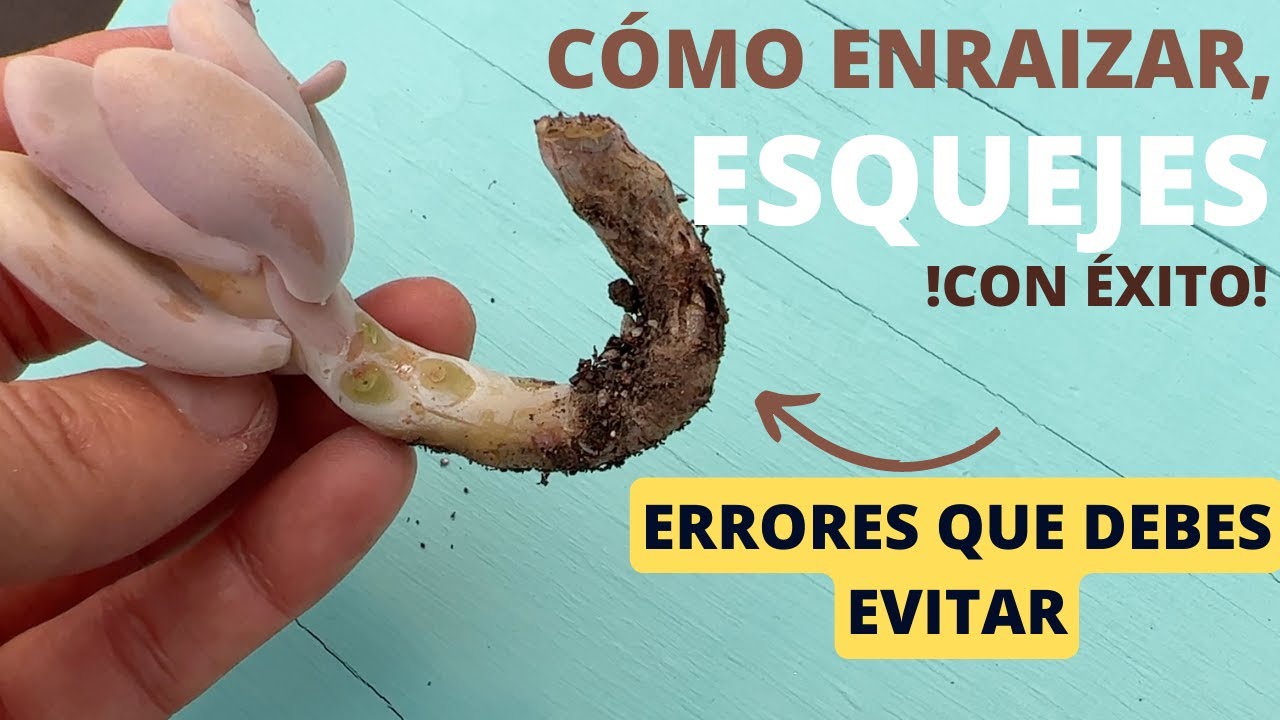 Errores al enraizar esquejes de suculentas, cómo evitarlos