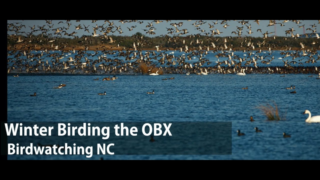 Wintertime birding in the OBX -Birdwatching N.C.