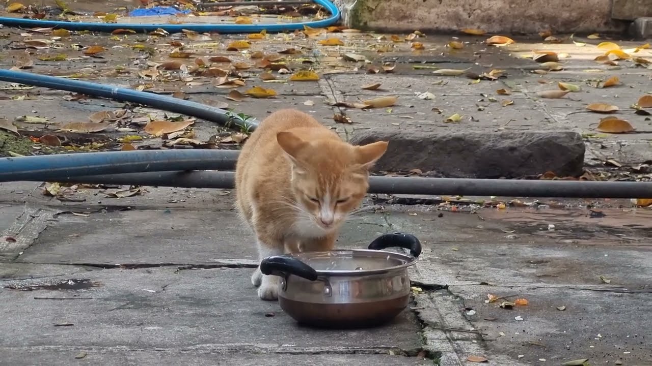 Cat behaviour when she Doesnt like food