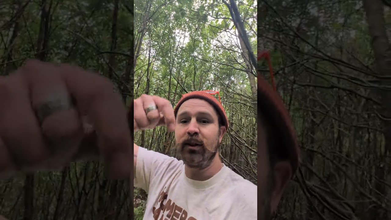 The Ghosts and Folklore of Dalby Forest