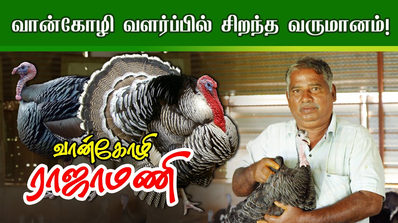 வான்கோழி வளர்ப்பில் சிறந்த வருமானம்! | வான்கோழி ராஜாமணி 9952679788, 9944120509