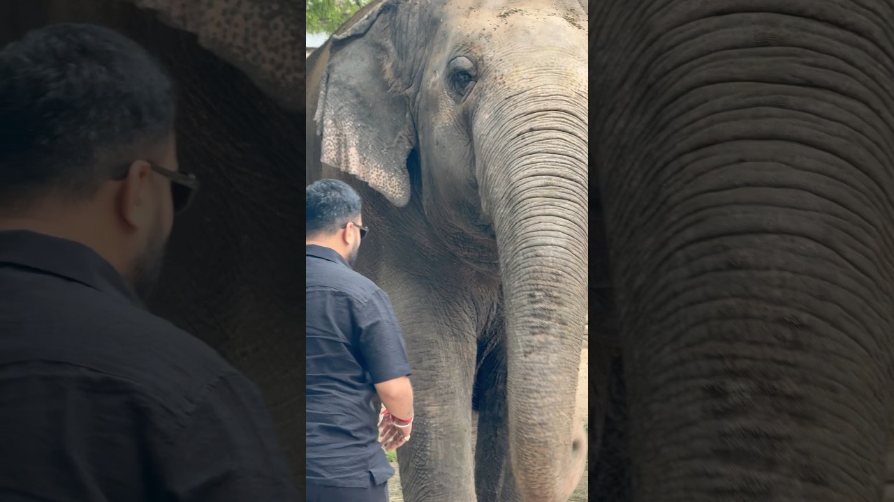 The elephant who led this year&rsquo;s Bibi Ka Alam procession.