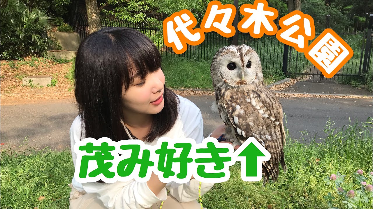 【フクロウのお散歩】茂み大好きもりちゃんが代々木公園に参上！