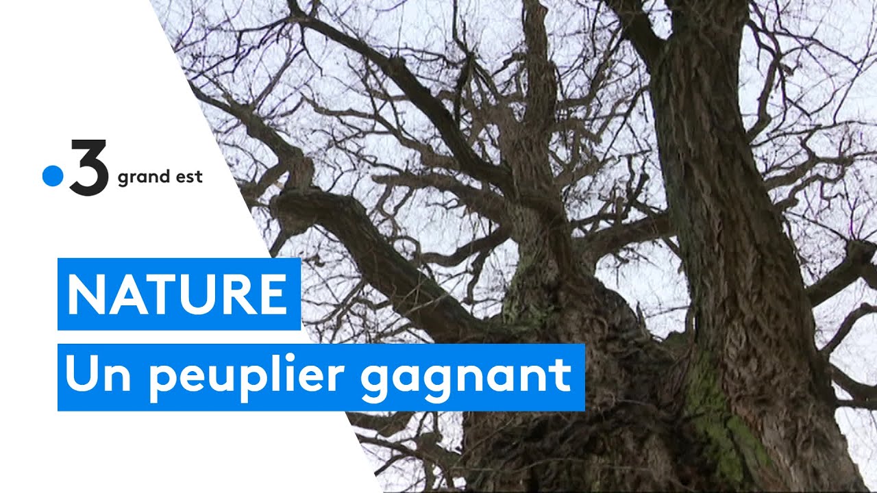 Le plus bel arbre de France se trouve &agrave; Boult-sur-Suippe, dans la Marne