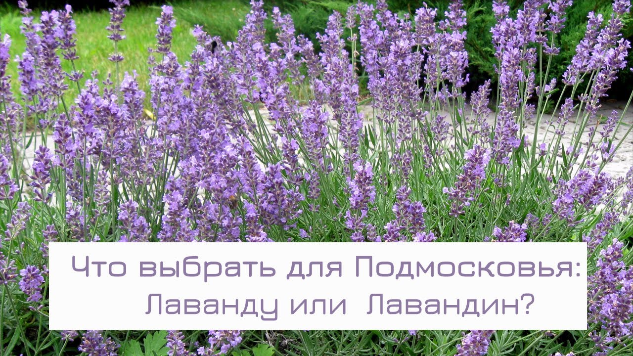 Лаванда или Лавандин? Что выбрать для Подмосковья и средней полосы России?