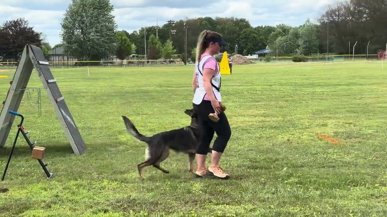 Flavor vom Feuergarten 95 point obedience - 2024 WUSV Joint Qualifier - Reserve for Team USA