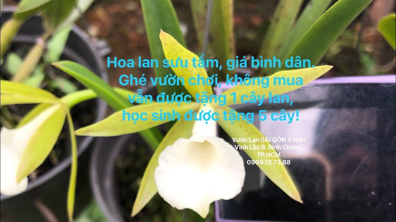 🟡 Clip số 59: 16/3/2026 -Catt, Brass đẹp lạ hiếm -Giá bình dân -Ghé vườn luôn được tặng 1 chậu lan!