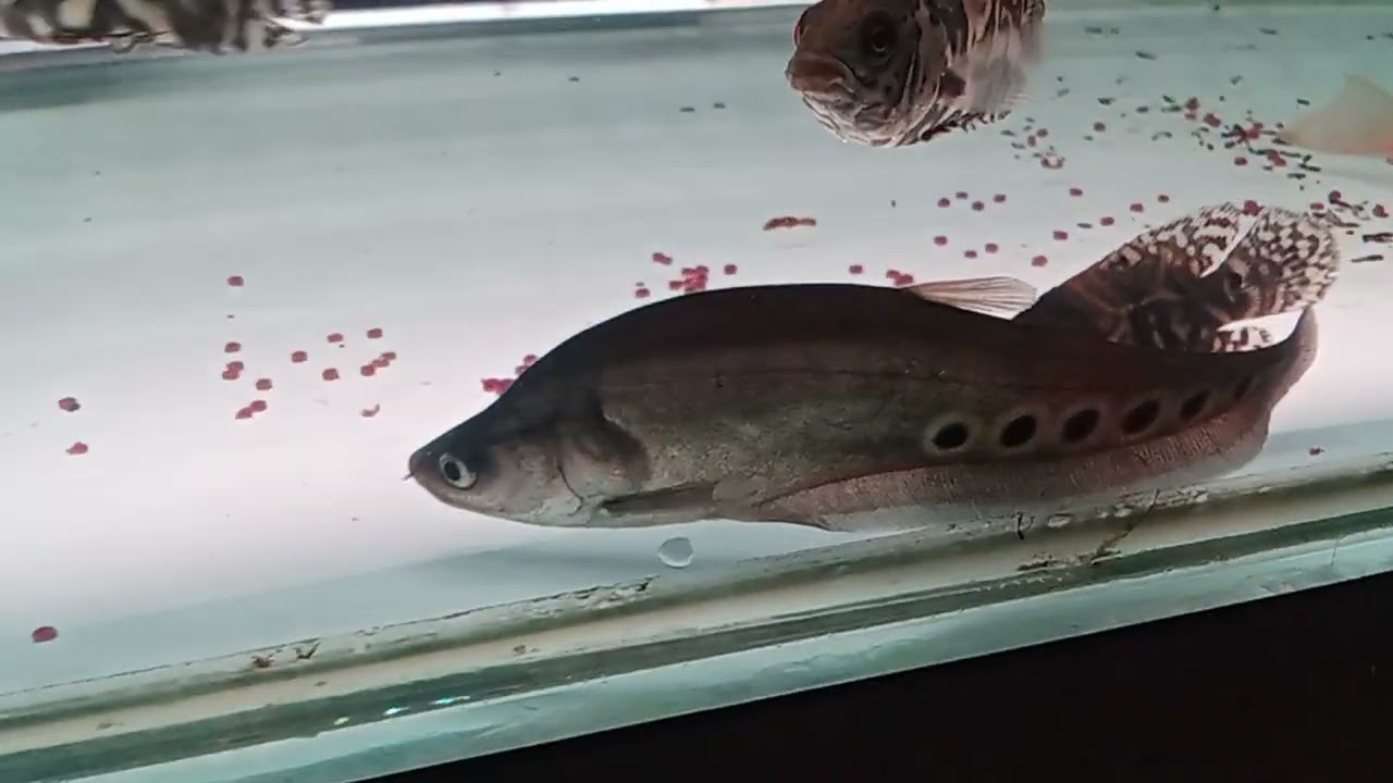 JALAN-JALAN KE ISTANA AQUARIUM BANDUNG!!! 