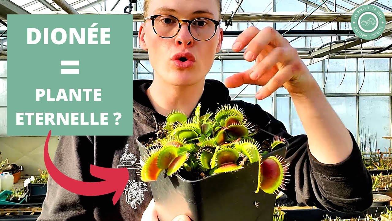 Dionée attrape-mouche : Quel est l'espérance de vie de cette plante carnivore ?