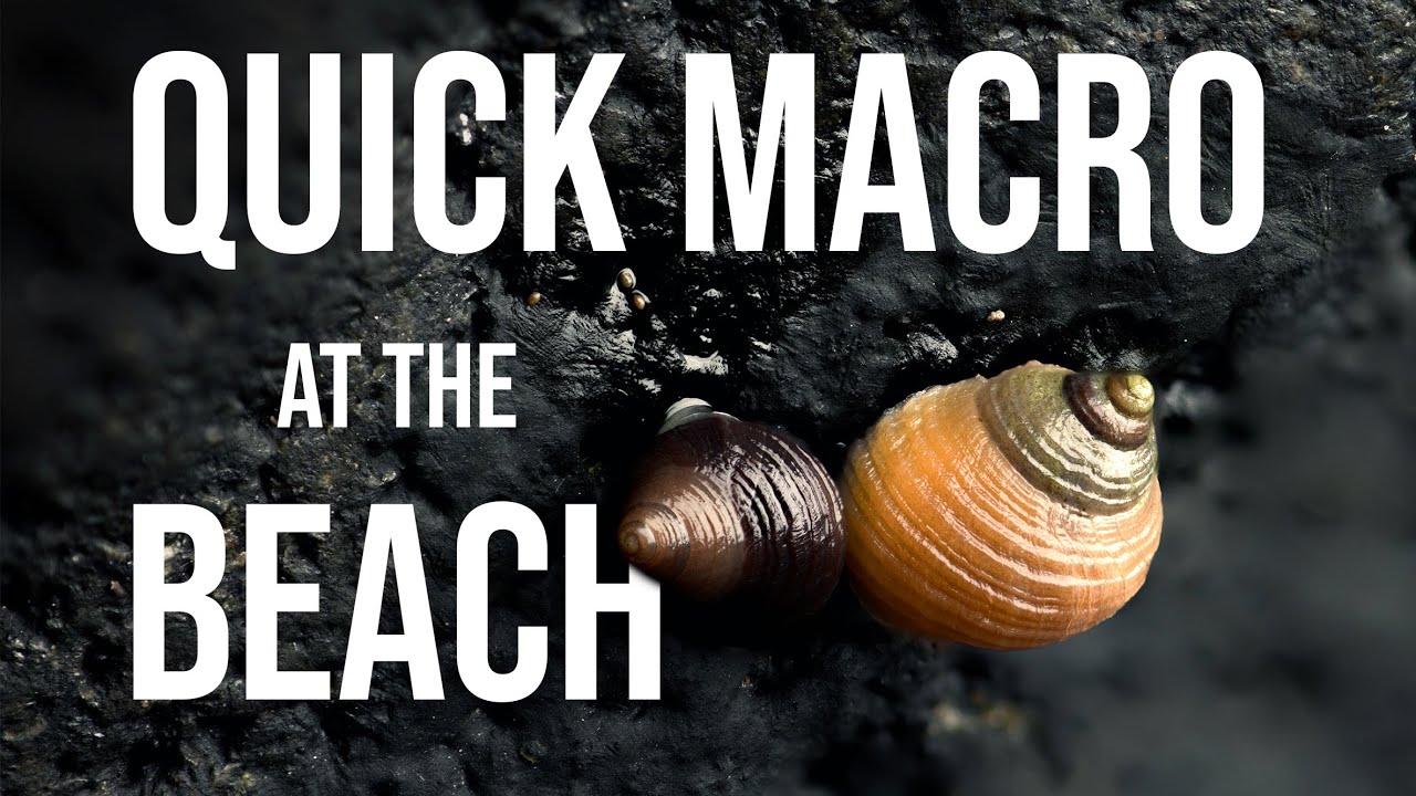 I nearly gave up looking for macro photos -- I'm glad I didn't!