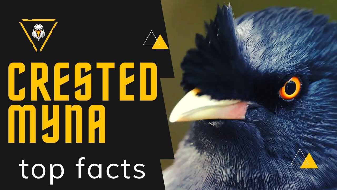 crested myna facts 🦜 Chinese starling 🦜 native to southeastern China 🇨🇳 and Indo-china 🇮🇳