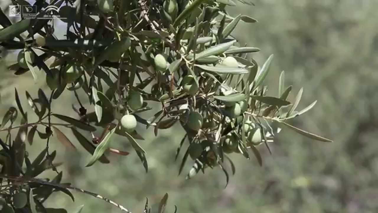 SAC COPUSAN: Aceituna Aloreña en Alozaina