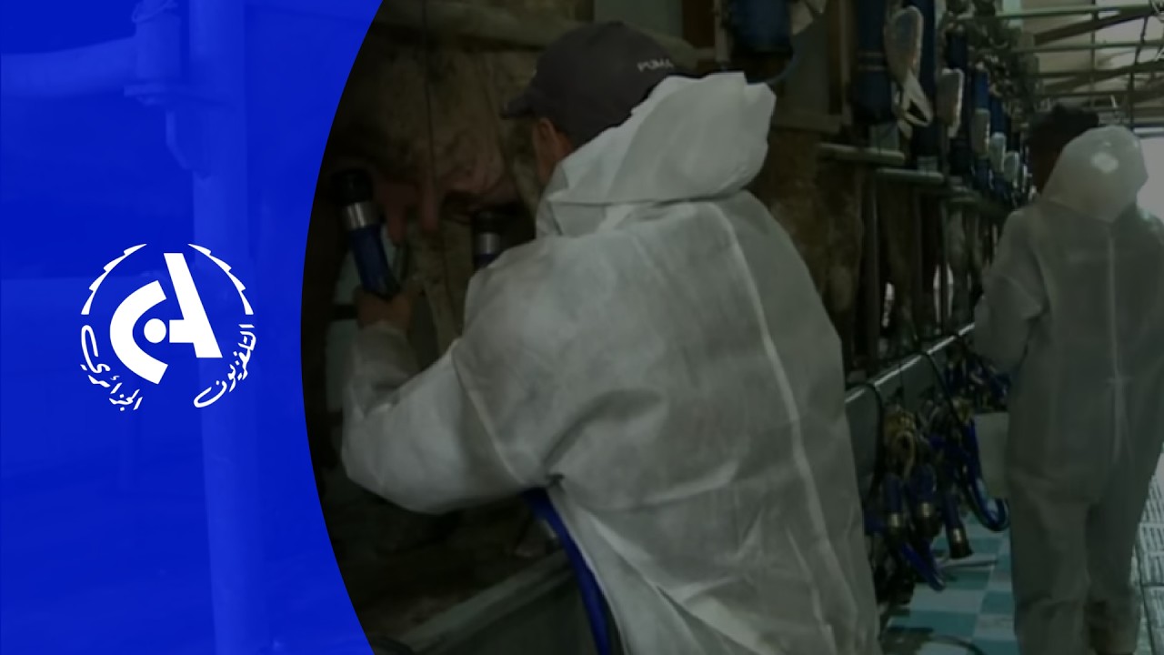 Oum Bouaghi La Filière Lait en plein Essor