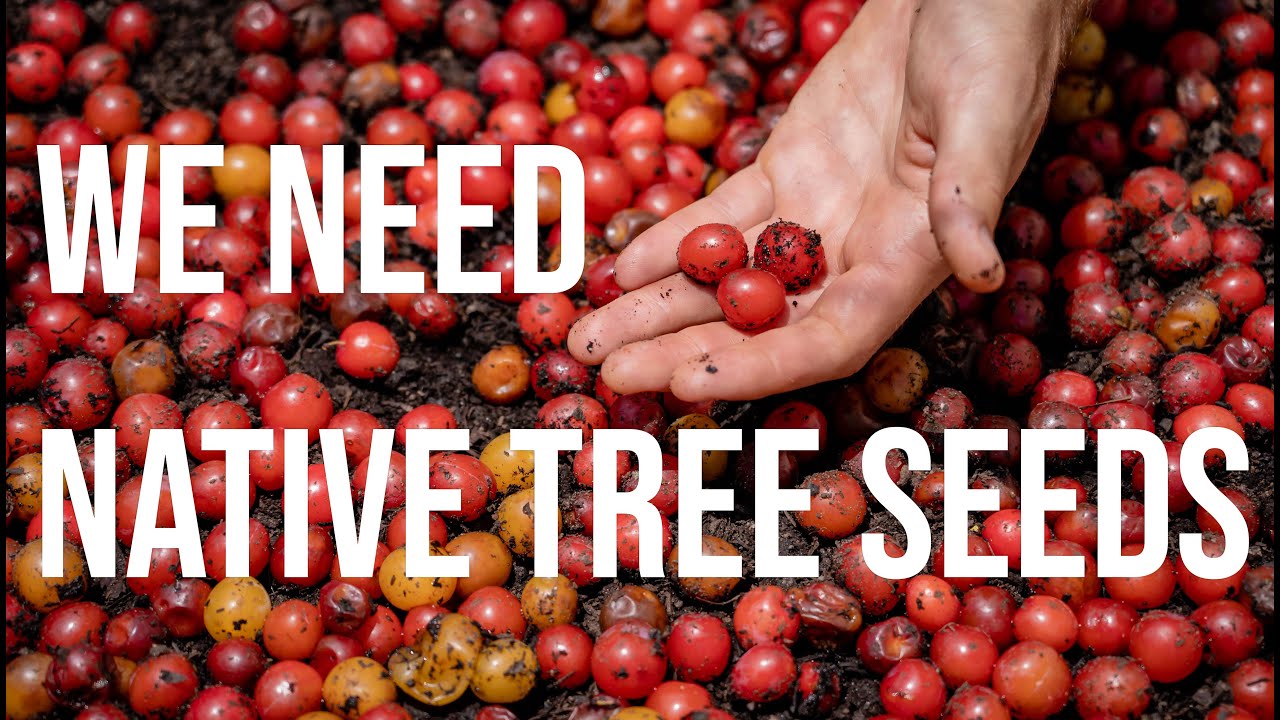 How to Collect Native Tree Seeds