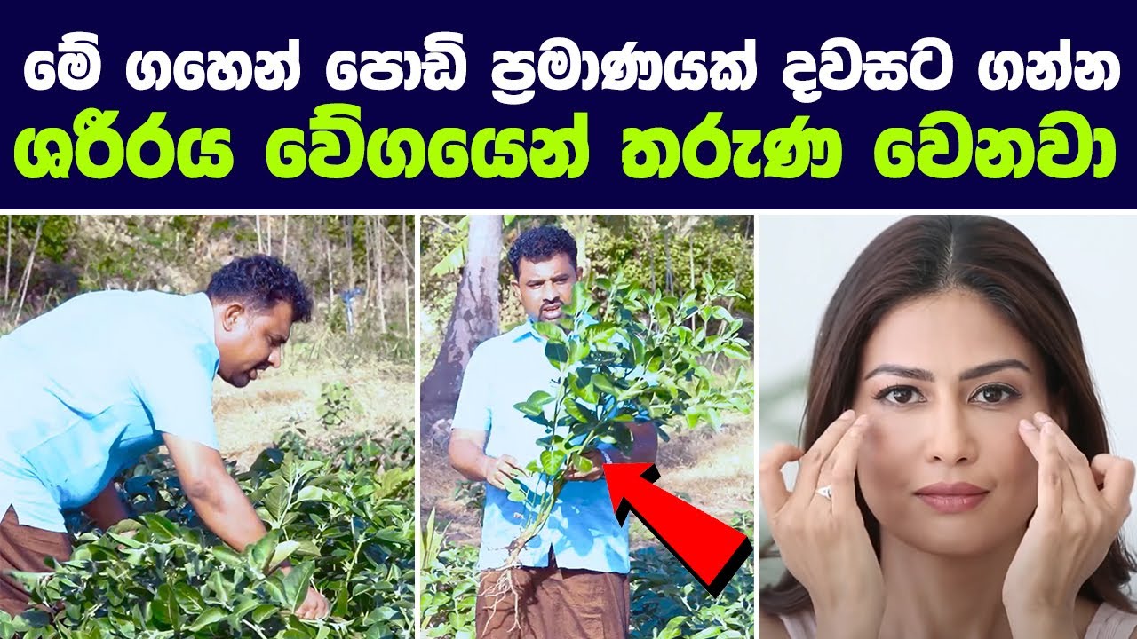 වයසට යෑම ප්‍රමාද කර ඔබේ තරුණ බව රැක දෙන දුර්ලභ ශාකය | Way to LOOK YOUNGER Than Your Age!