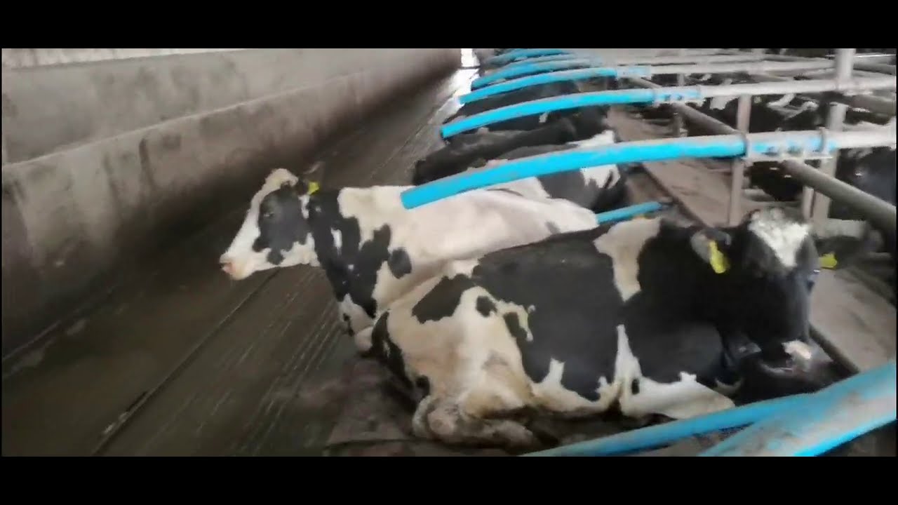 Dairy Farm Tour 2021: A tour of our Scottish Dairy Farm