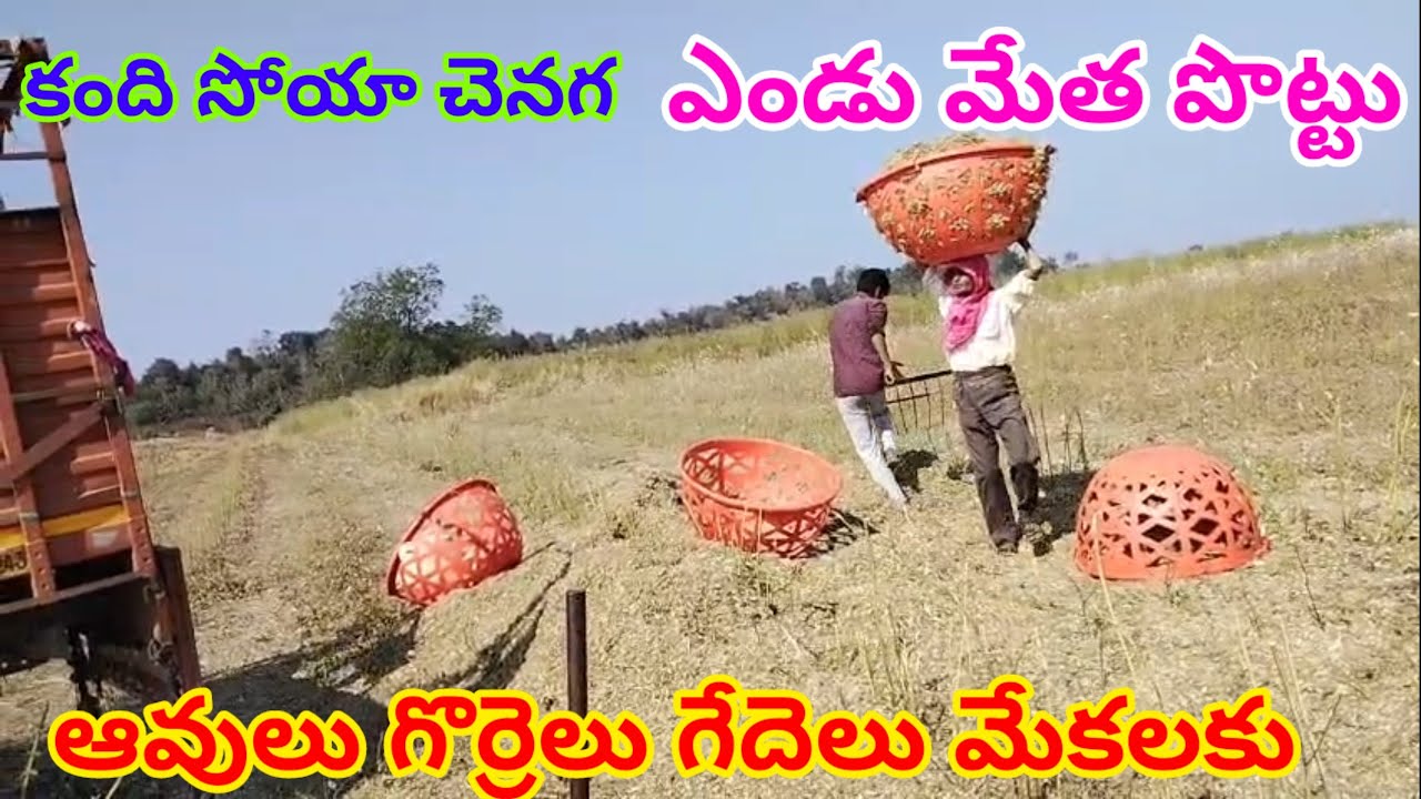 dry fodder sheep goats 800 8736 298 cows buffalos ఎండు మేత ఆవులు గేదెల కు