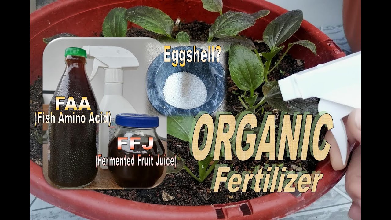 Organic Fertilizer / Fermented fruit juice / Fish amino acid #organicgardening #fertilizer