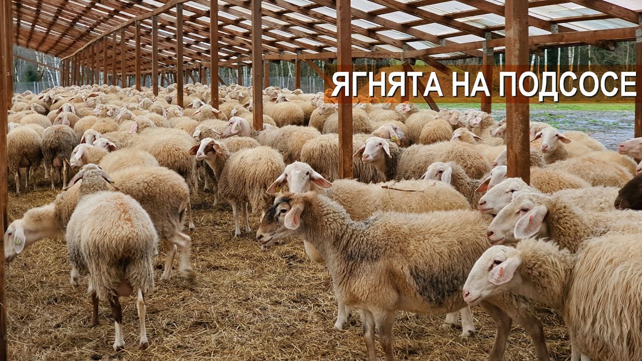 Содержание ягнят породы Ассаф на подсосе. Ферма Нины Муляк