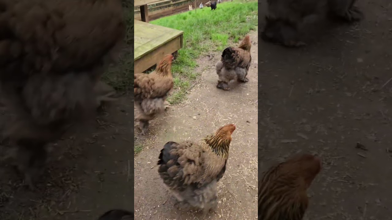 Good morning from the chickens x #chickens #spaniel #cocker #dog #farm 