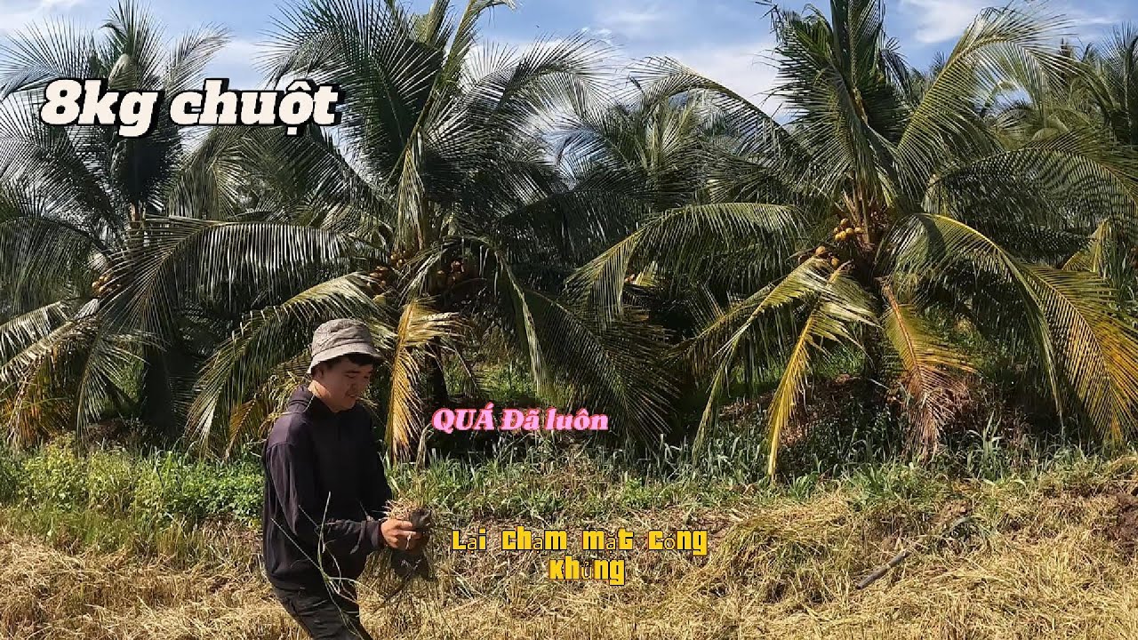 Một ngày bắt 8kg chuột 2 người rinh và chạm mặt cóng khủng cùng taem hoàng phi săn bắt
