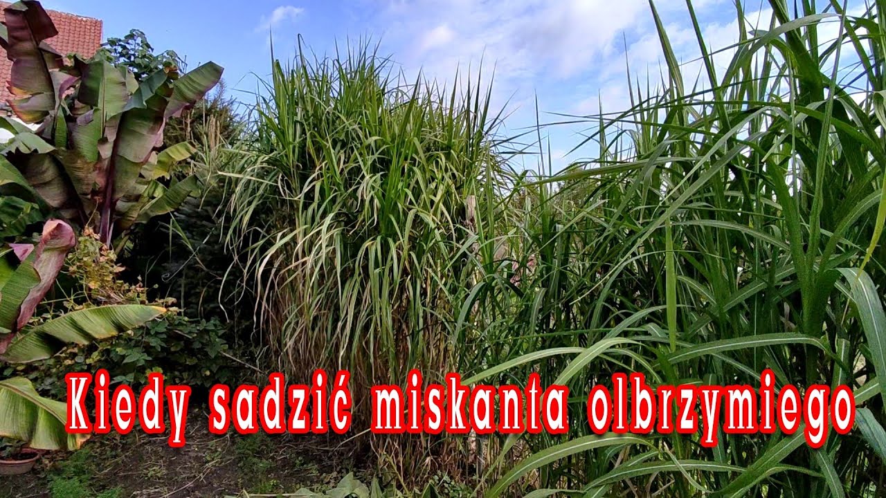Miskant olbrzymi - Sadzonki, korzonki. Kiedy sadzić, kupować. Doświadczenie w uprawie od 2007r.