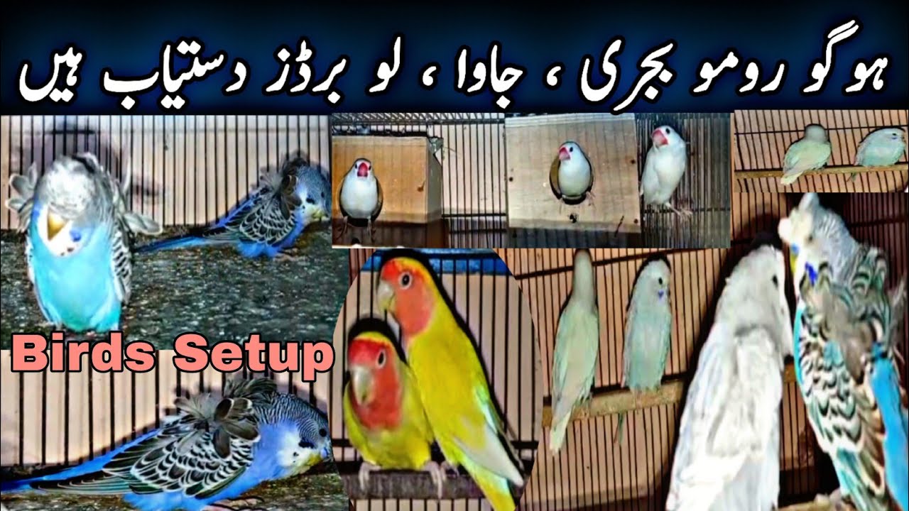 Hogoromo Budgies Java Sparrow Lovebird Breeding Setup|Latest Birds Price Updates|Global Birds Lovers