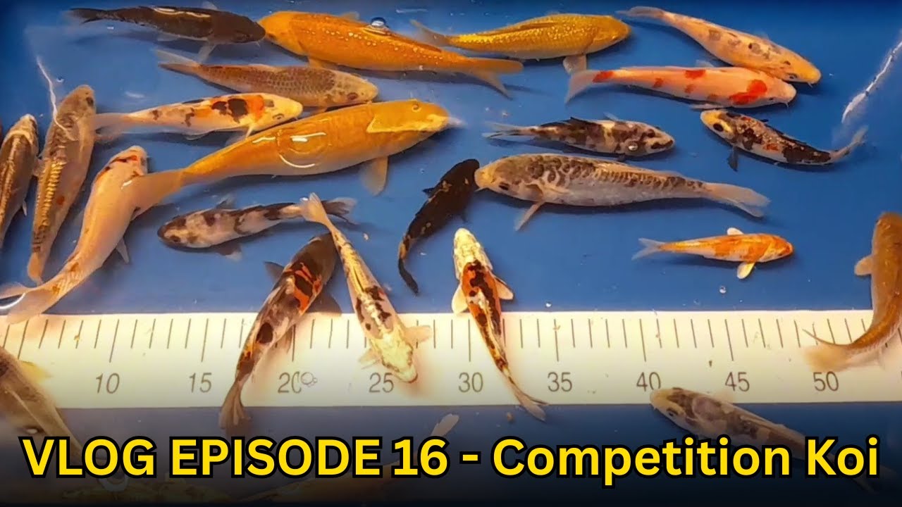 VLOG EPISODE 16 - Competition Koi