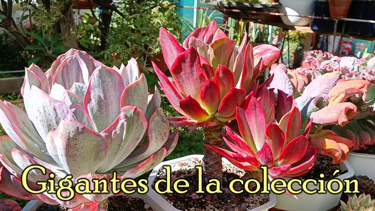 Gigantes de la colección #tour #suculento #echeverias #suculentasgigantes
