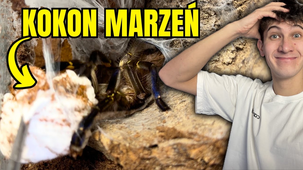 ODEBRAŁEM KOKON POECILOTHERIA METALLICA! 🤯
