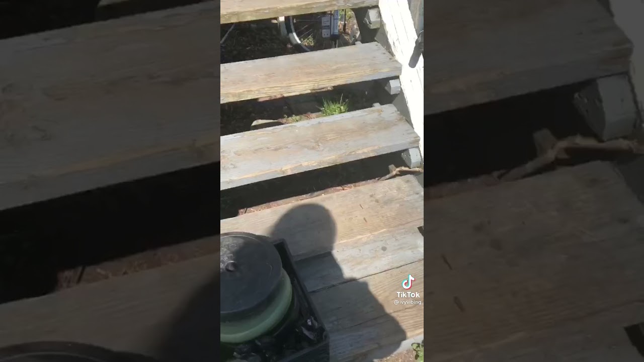 Frog dog