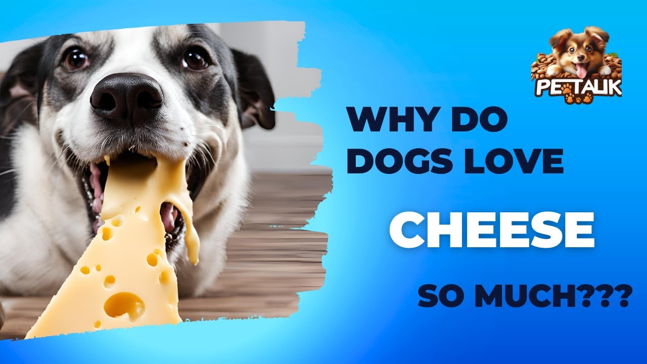 Why Do Dogs Love Cheese So&nbsp;Much? #pettalk