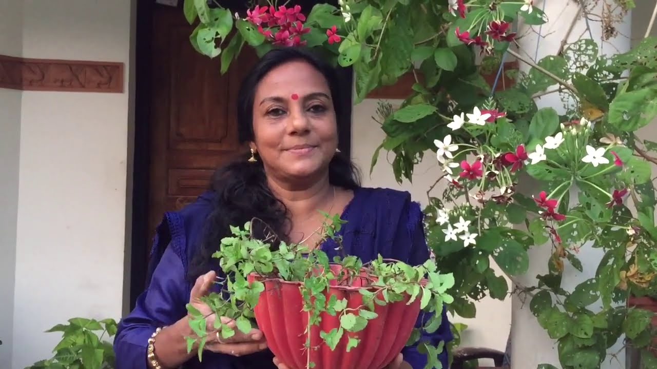 പുതിന കാട് പോലെ വളർത്താൻ ഇങ്ങനെ കൃഷി ചെയ്യു | MINT ORGANIC CULTIVATION |