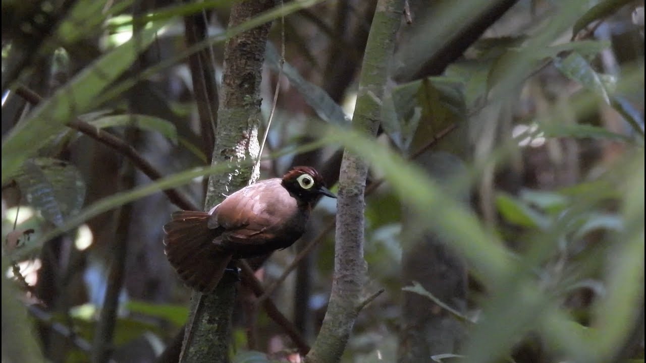 Birding Parque Nacional da Amazônia,Pará   Brazil