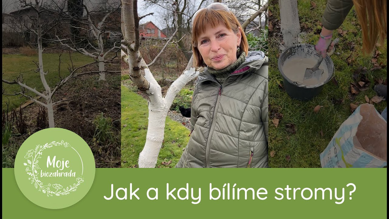 Jak a kdy bílit stromy