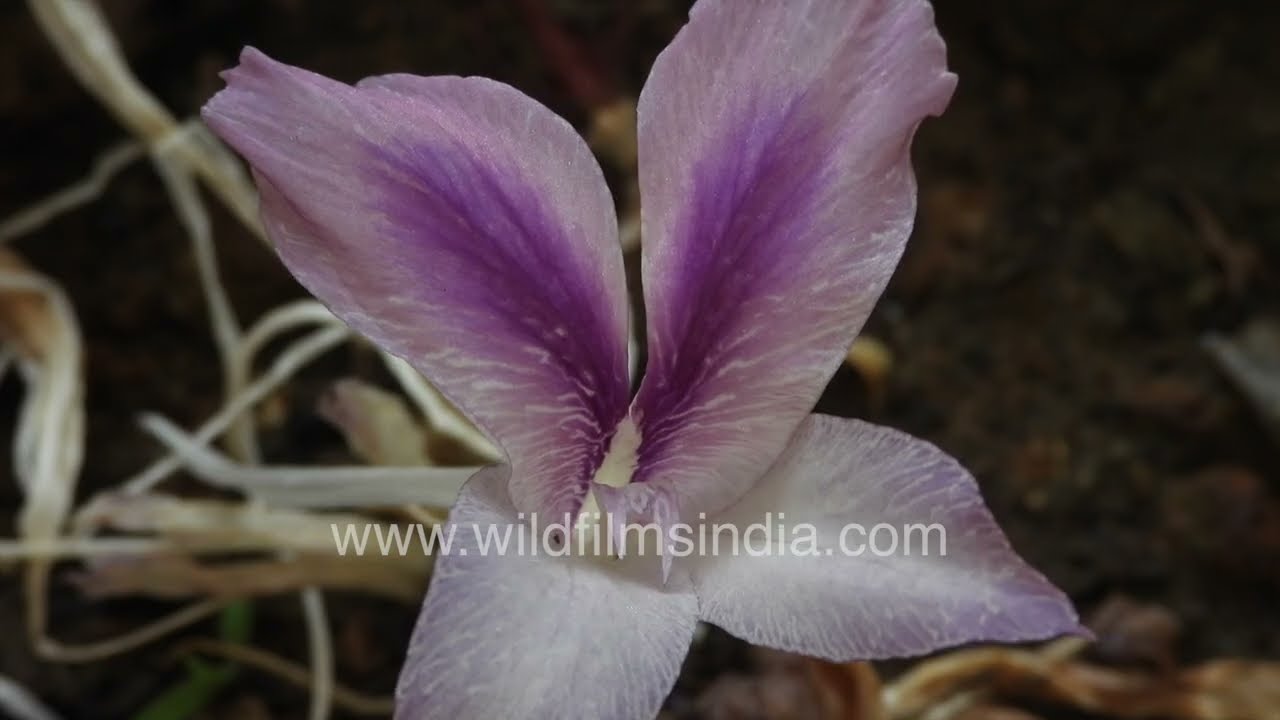 Kaempferia rotunda grows on moist ground, displaying its striking foliage and delicate