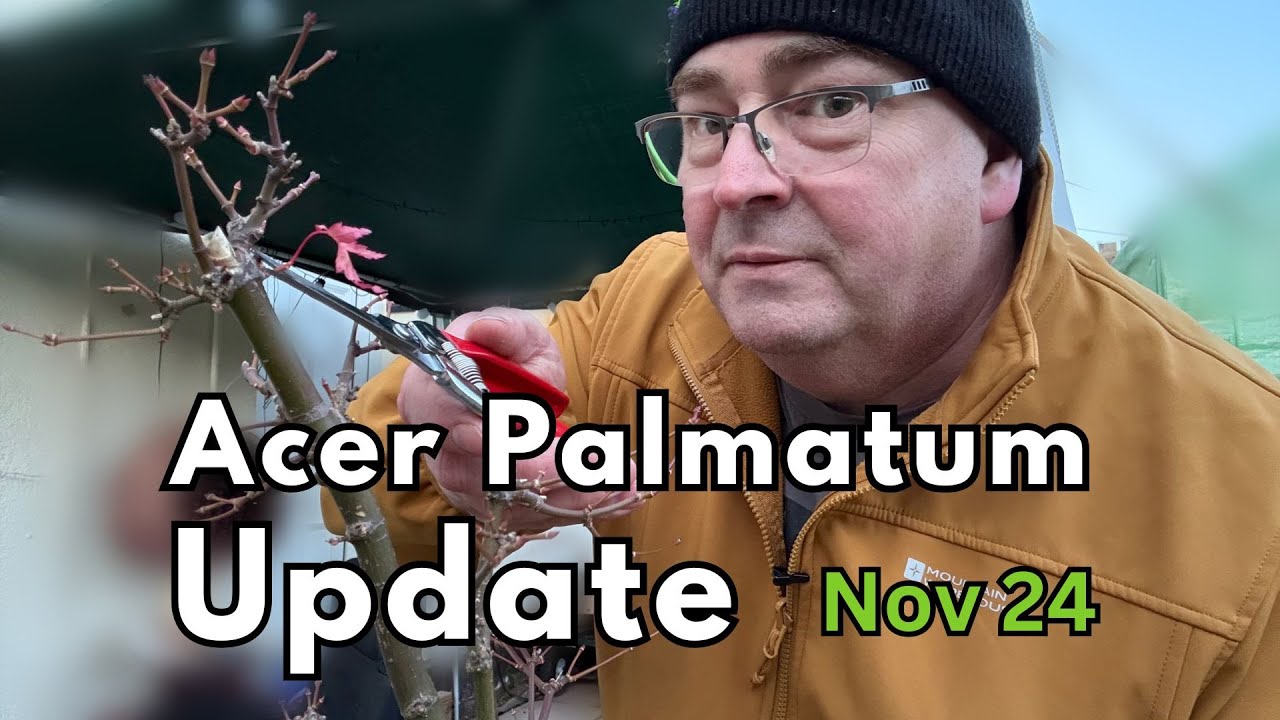 Acer Palmatum November 2024 Update | Katsura | Going Green | Orange Dream | Phoenix