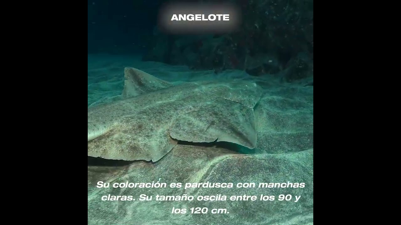 Angelote
