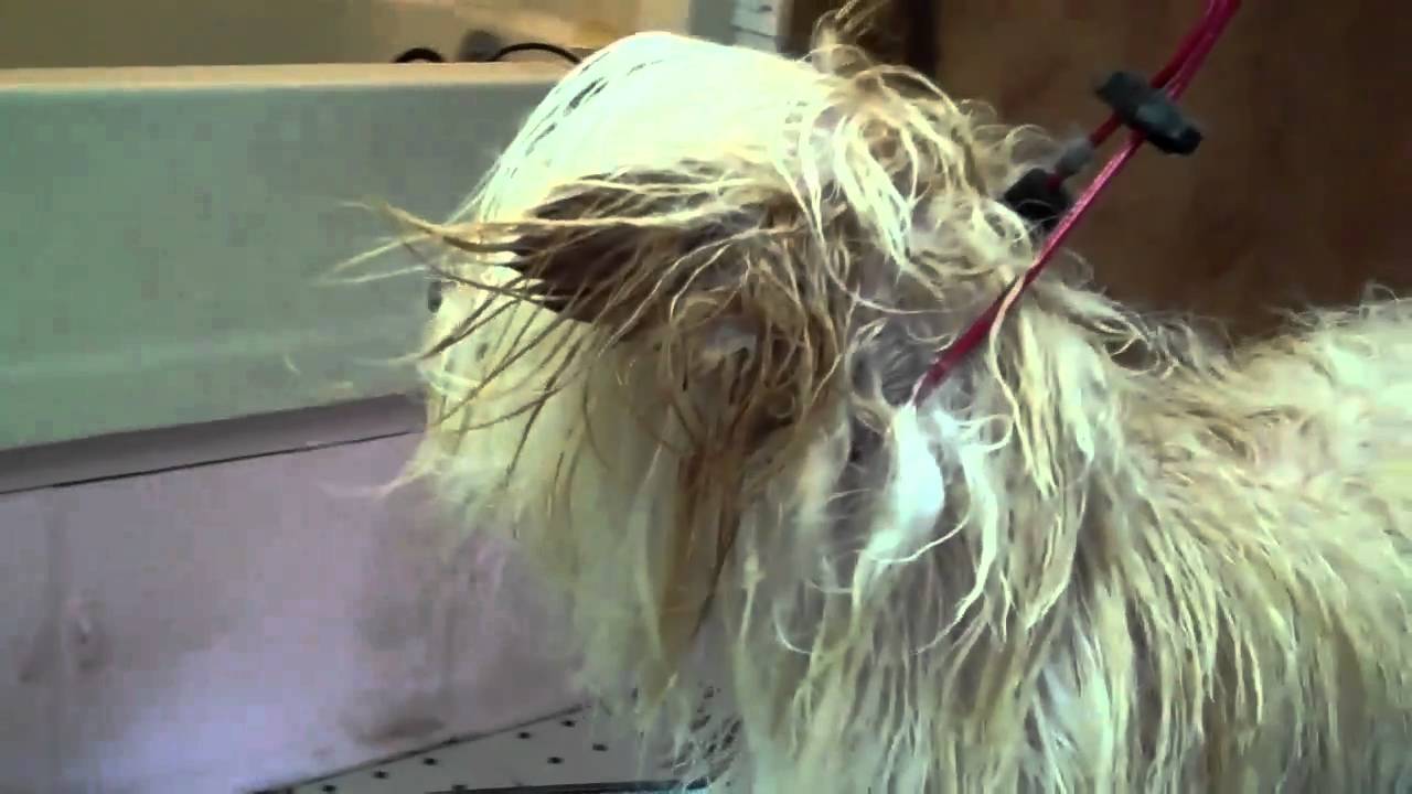 Extreme Pet Makeover TINY (saved from an Amish Puppymill)